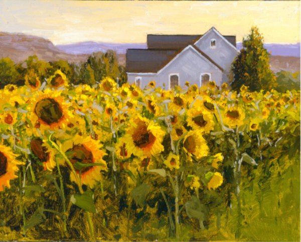 Красивое поле подсолнухов