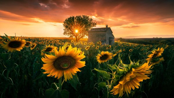 Вышивка крестом Околица Овен