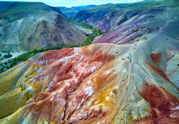 Кызыл чин горный Алтай