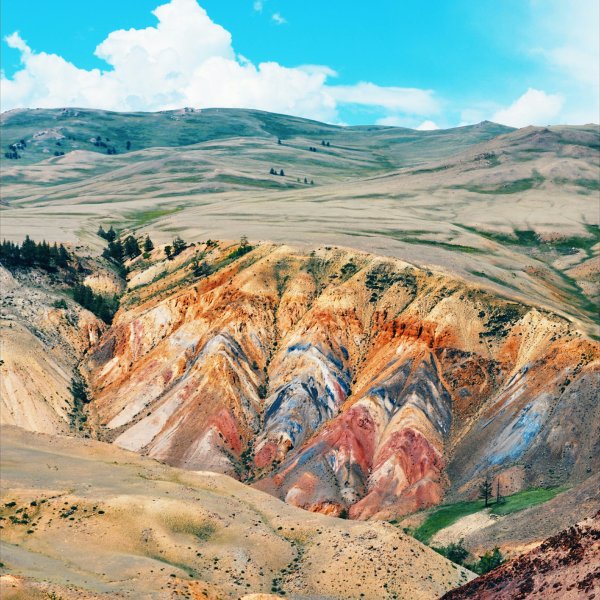 Кызыл чин горный Алтай