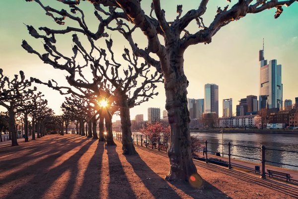 Улица с деревьями