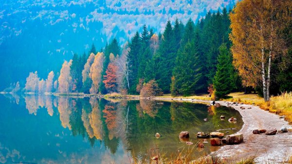 Лес в отражении воды