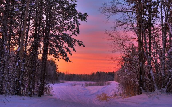 Вечерняя природа зимой