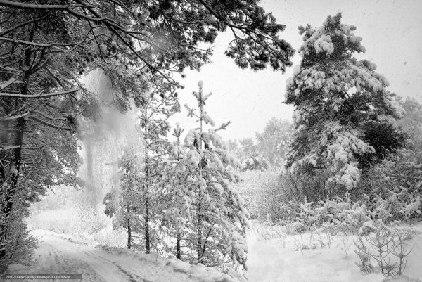 Зимний лес чб