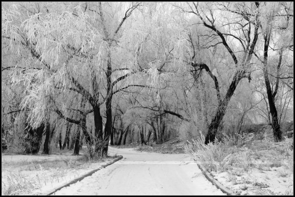 Зимний пейзаж чб