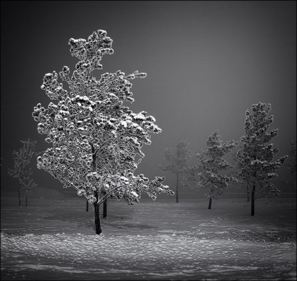 Зимний пейзаж черно белый