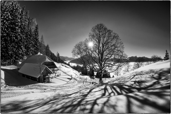 Черно белая зима