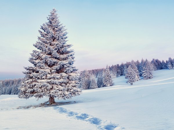 Винтер Сноу