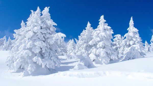 Снежный лес