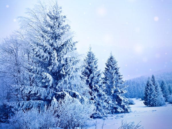 Зимняя елка