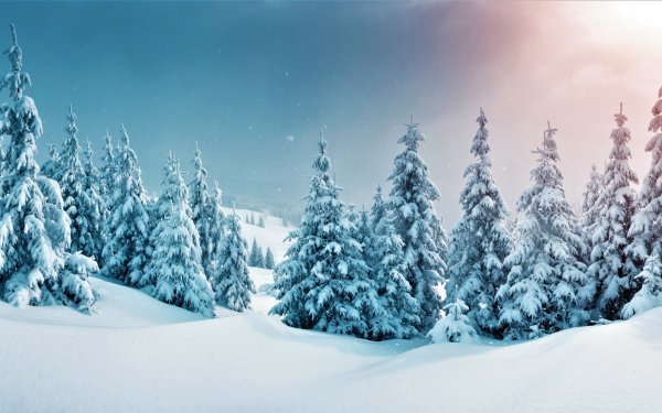 Снежный лес