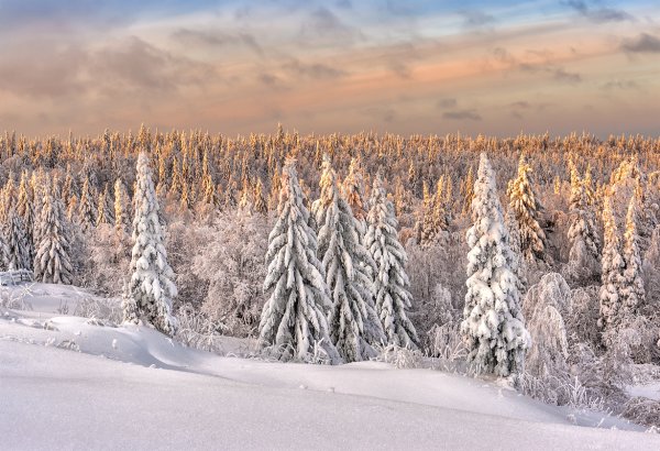 Муринский ручей зимой