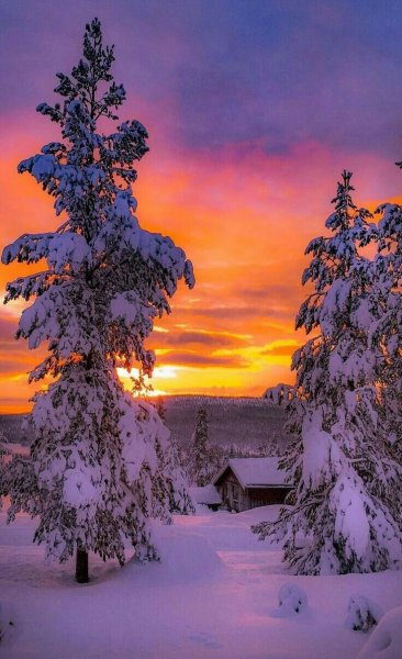 Закат ветка в снегу