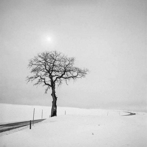 Дерево черно белое