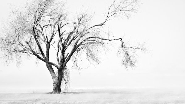 Фон серое дерево