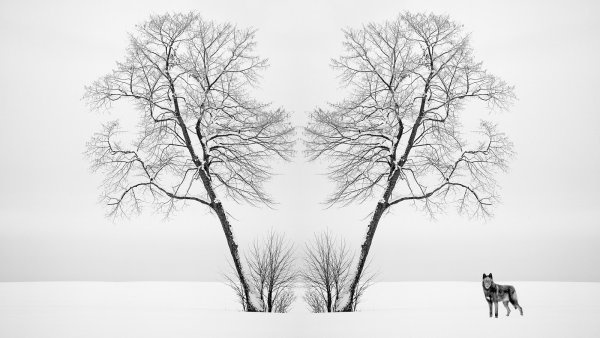 Пейзаж с силуэтом дерева