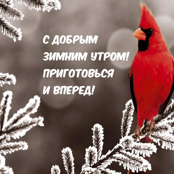 Удачного зимнего дня и отличного настроения