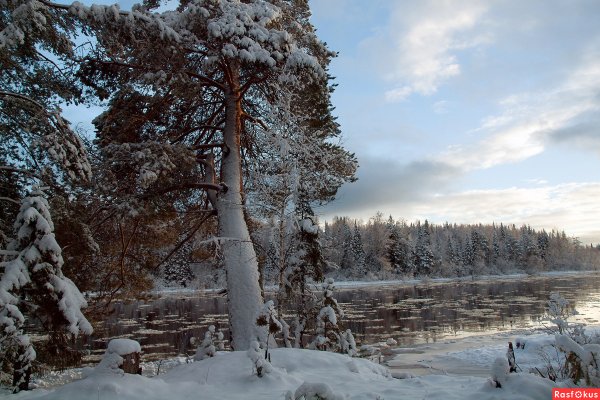 Красивый зимний лес