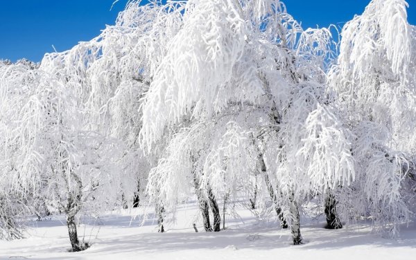 Зимняя природа