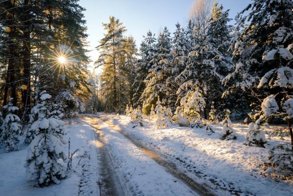 Зимняя природа Тамбовской