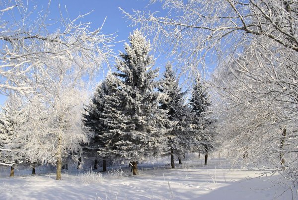 Природа зимой в городе