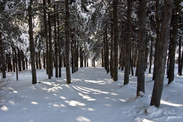 Тамбовский лес зимой
