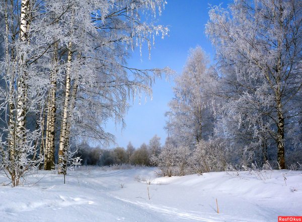 Зимний лес березы