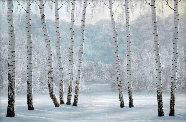 Зимний березовый лес