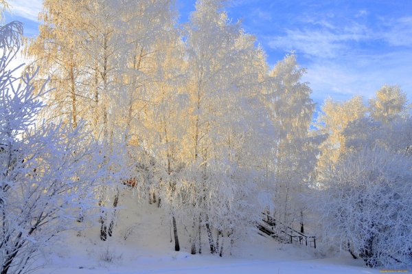 Берёза зимой в инее