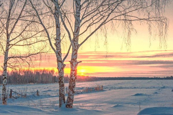 Зимний пейзаж березы