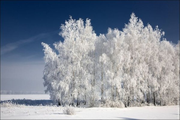 Береза в снегу