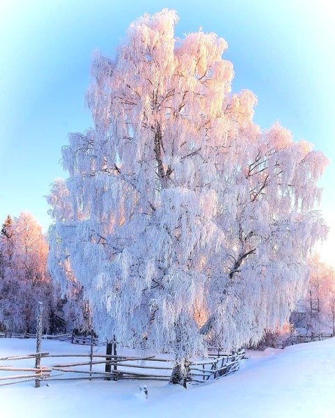 Береза в снегу
