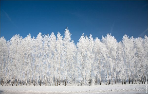 Белый зимний лес