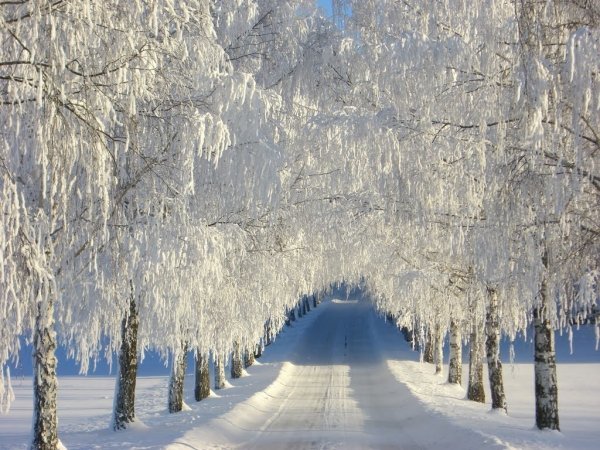 Березовая роща зимой