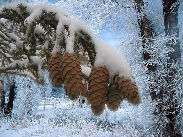 Снеговик в лесу