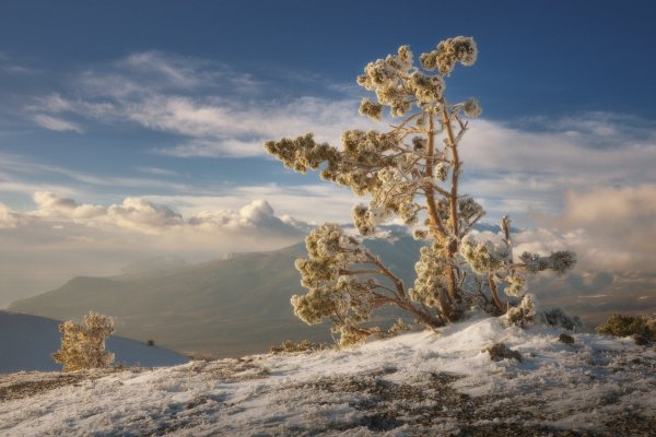Сосна Демерджи Даниил Коржонов