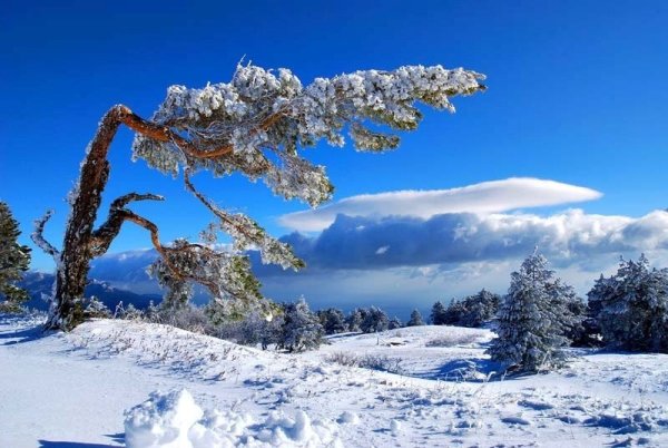 Зимний лес ай Петри новогодний