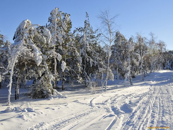 Крымский лес зимой