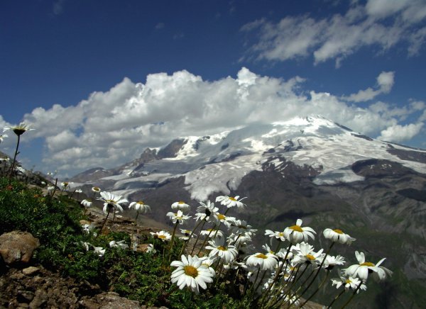 Цветы Эльбруса горные