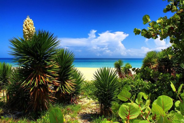 Куба тропики