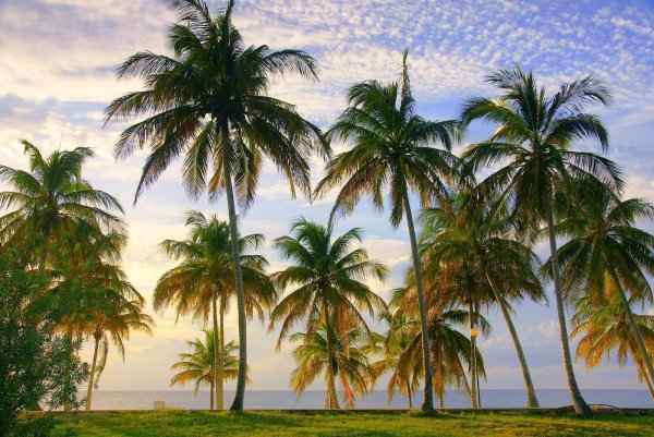 Пальма Кана Куба