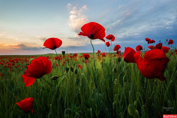 Маковое поле у моря