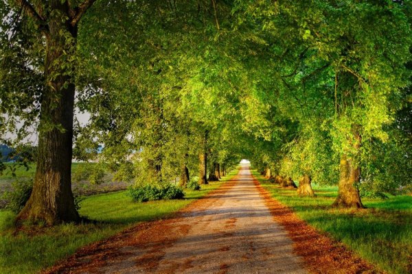 Летняя аллея