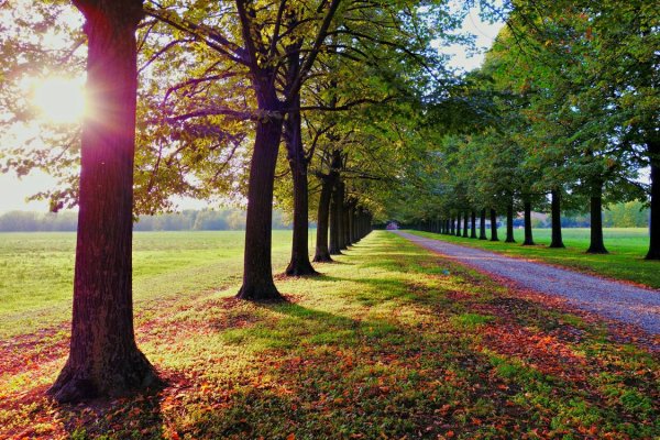 Пейзаж аллея