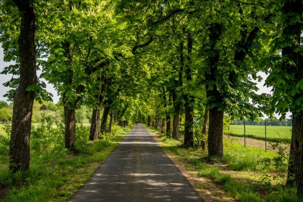 Лесная аллея Орел
