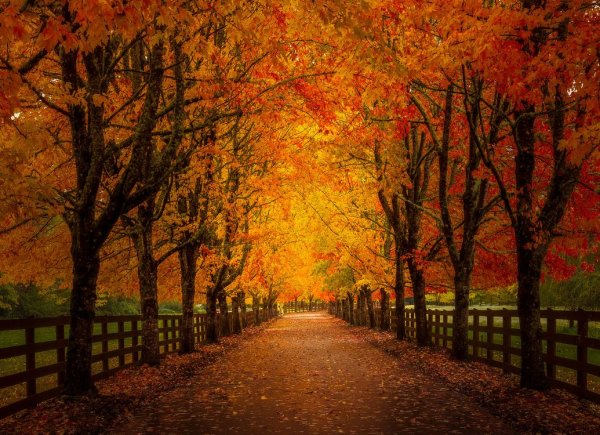 Осень аллея