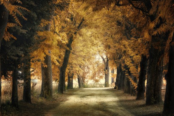 Осень Кленовая аллея сад