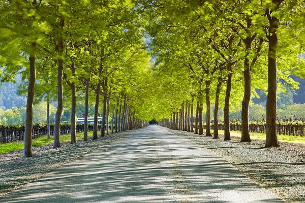 Аллея в парке