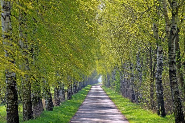 Осенняя аллея