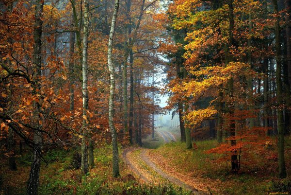 Пейзаж лес осень